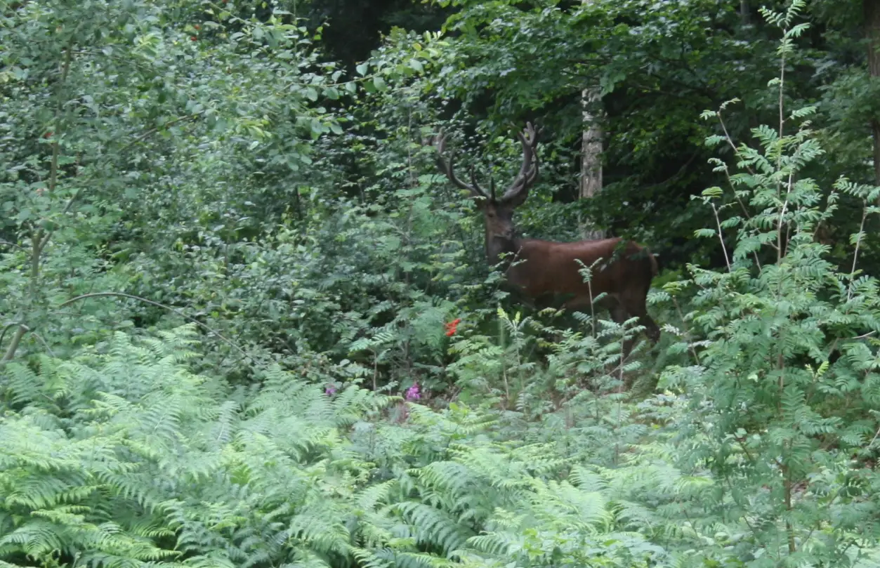 Cottage for 11 people in Theux Le Chaumont